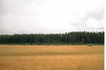 driving_thru_a_large_muskeg