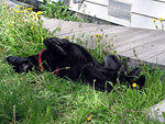 Dog-belly-up