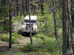 Shawn in the forest