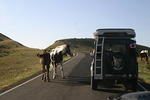 Wild Ponies Little Big Horn