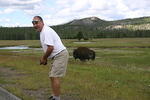 Buffalo bum steer