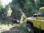 Big tree in the way!