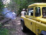 Cutting tree number 2.