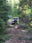 Bill dragging the 2nd tree out of the way.
