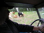 Cows, man!