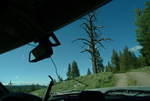 Knarled trees on Douglas Lake Ranch