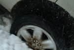 TC at work on June snow