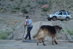 Captin's helper dircting Freelander