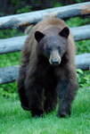 Tyax Lodge visitor