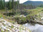 Beaver Dam.