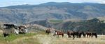 Some tame wild horses. We saw signs of wild horses the entire way, but these tame ones are the closest we got.