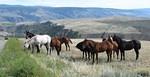 Horses at Gang Ranch.