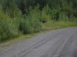 Cow Moose on the way to Yank's Peak.