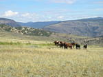 Horses and the Fraser banks in the background.