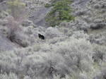 We drove all over the province looking for bears, saw lots of berries and streams to fish in -- and we finally see a bear here in the near-desert country below Gang Ranch.