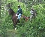 Horses#3
