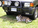 Oliver finds some shade under Stuart's truck.