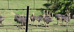 New Zealand#2 0341.jpg