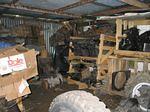 New Zealand#2 0471.jpg