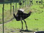 New Zealand#2 0561.jpg
