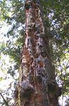 Wood Peckers Paradise