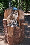 Dave's dog showing off chainsaw handiwork.