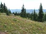 wildflowers on whipsaw