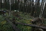 Mackenzie Trail 05 180.jpg