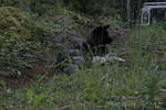 Mackenzie Trail 05 185.jpg