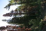 Mackenzie Trail 05 325.jpg