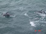 Local wildlife - Pacific White-sided Dolphins