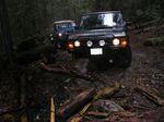 West Coast rainforest