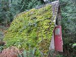 A new meaning to Garden Roof...jpg