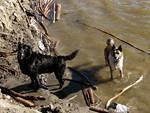 Charlie & Oliver got their much needed cool-off swim.