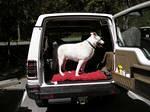 New Rover hound - Ace (Williams). Nicely matched - white Disco and white dog.