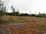Beetle-Kill management logging.