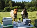 Erica Sutfin's 2 horses guarding Camp Blair.