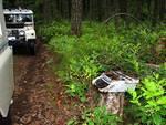 Meanwhile back in the forest - anyone for a bit of typing?