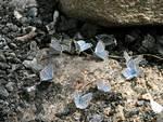 In the old abandoned firepit I found all these light blue butterflies.
