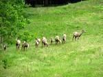 On the trail again we came acoss a small herd of mountain sheep ewes and kids.