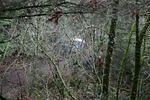 4X4 Jan 1 2006 (23) forest view.jpg