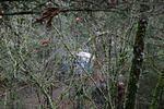 4X4 Jan 1 2006 (24) forest view.jpg