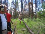 17 cutting trees.jpg
