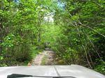 The Overgrowth.JPG