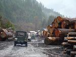 Log Sorting at the end of Harrison Lake