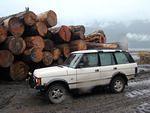 Really BIG logs dwarf Chelsey