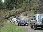 TreeDown.jpg
