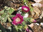 Catus_Flower.jpg