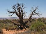 Dried_Tree.jpg