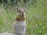 Chipmonk_Closeup.jpg